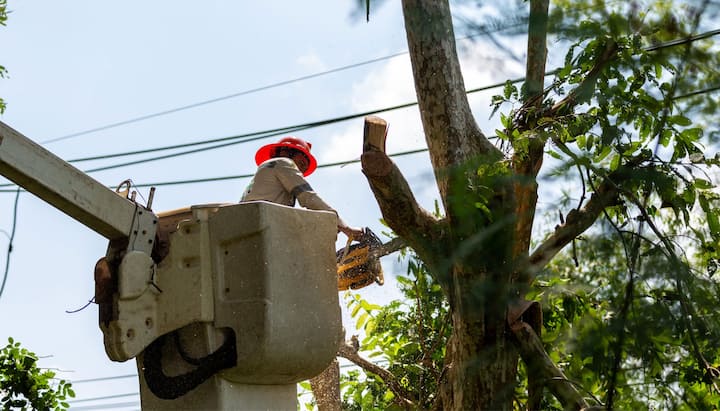 Tree care and maintenance services in Newton