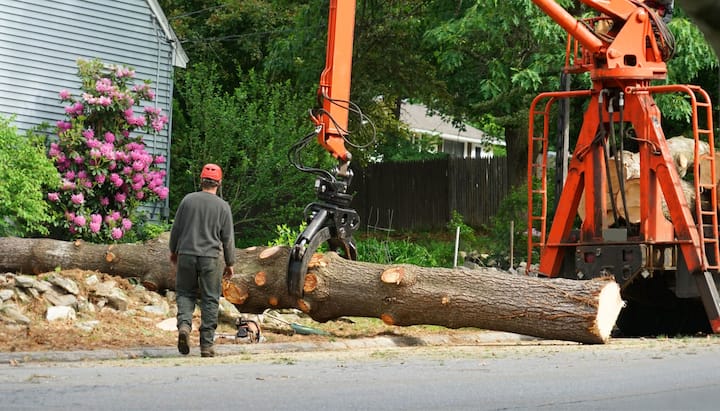 Local partner for Tree removal services in Newton