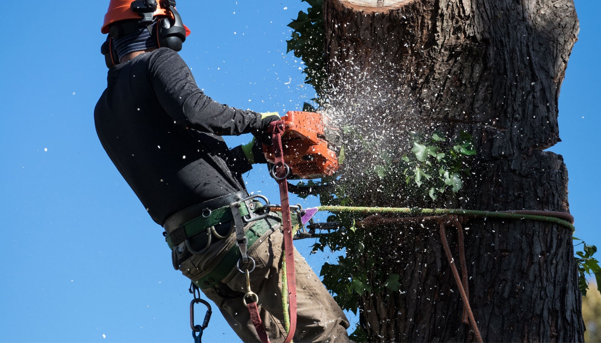 Professional Tree removal solutions in Newton